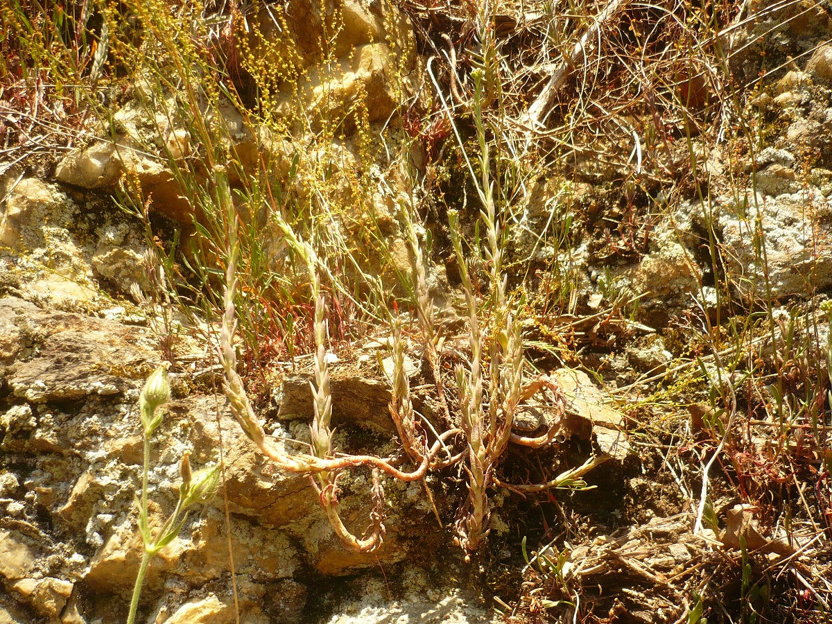 Sedum sediforme (Crassulaceae)